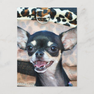 Briefkaart Chihuahua