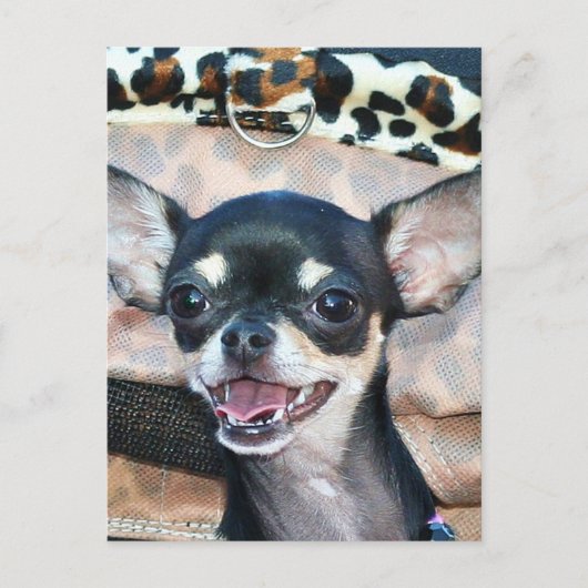 Briefkaart Chihuahua (Voorkant)