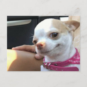 Briefkaart  Chihuahua Dog Meme