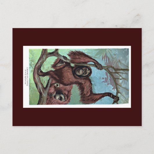 Briefkaart - Chimpansee (Voorkant)