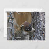 Briefkaart: Coatimundi #2 Briefkaart (Voorkant / Achterkant)