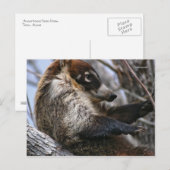 Briefkaart: Coatimundi #3 Briefkaart (Voorkant / Achterkant)