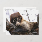 Briefkaart: Coatimundi #4 Briefkaart (Voorkant / Achterkant)