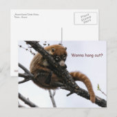 Briefkaart: Coatimundi #5 Briefkaart (Voorkant / Achterkant)
