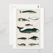 briefkaart " COLLECTIE" (Voorkant / Achterkant)