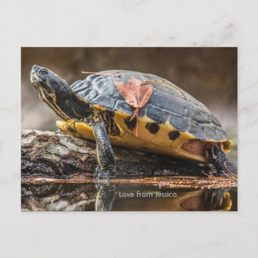 Briefkaart Cooter Turtle (Voorkant)