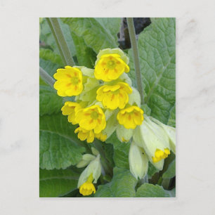 Briefkaart Cowslipbloemen