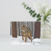 briefkaart "Coyote in the Pines" (Staand voorkant)