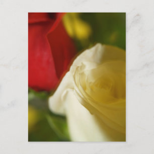 briefkaart "Crimson and Cream"