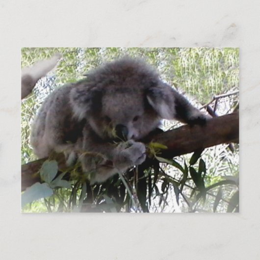 Briefkaart Cudly Koala (Voorkant)