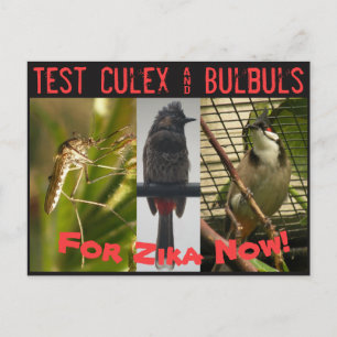 Briefkaart Culex & Bulbuls testen door RoseWrites