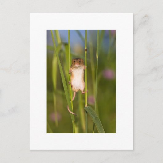 Briefkaart - Cute Field Mouse (Voorkant)