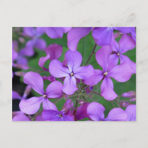 Briefkaart: Dames Rocket (Hesperis matronalis) Briefkaart