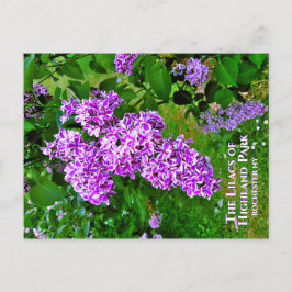 Briefkaart - De Paarse Lilacs of Highland Park