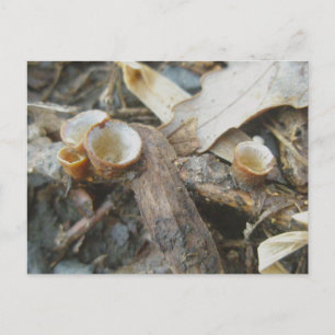 Briefkaart december Cup champignon