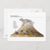 Briefkaart decomposers (Voorkant / Achterkant)