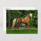 briefkaart "Demelza" (Voorkant / Achterkant)