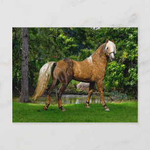 briefkaart "Demelza"