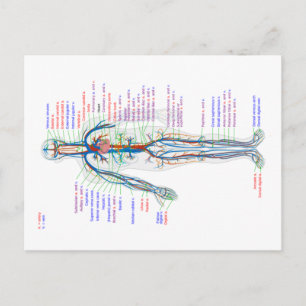 Briefkaart Diagram Humaan Circulatoir Systeem Arte