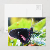 Briefkaart/Doris Longwing Butterfly Briefkaart (Voorkant / Achterkant)