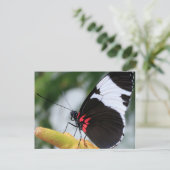 Briefkaart/Doris Longwing Butterfly Briefkaart (Staand voorkant)