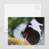 Briefkaart/Doris Longwing Butterfly Briefkaart (Voorkant / Achterkant)