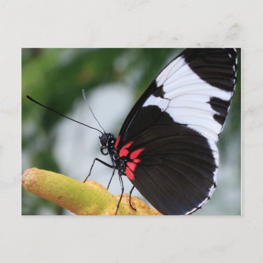 Briefkaart/Doris Longwing Butterfly Briefkaart (Voorkant)