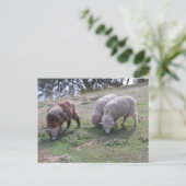 Briefkaart - Drie schapen (Staand voorkant)