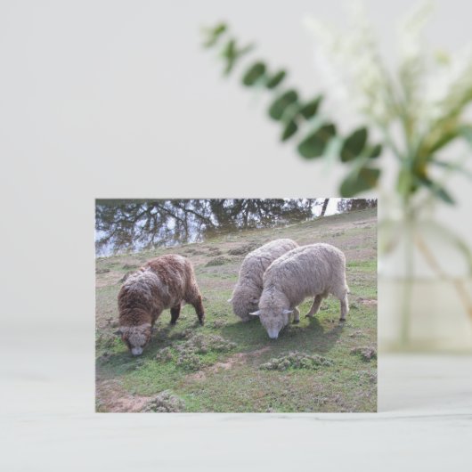 Briefkaart - Drie schapen (Staand voorkant)