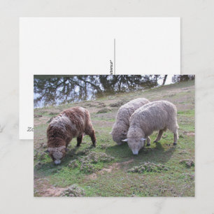 Briefkaart - Drie schapen