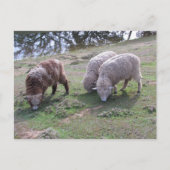Briefkaart - Drie schapen (Voorkant)