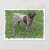 Briefkaart Duitse horthaired Pointer (Voorkant)