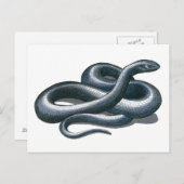 Briefkaart Eastern Indigo Snake (Voorkant / Achterkant)