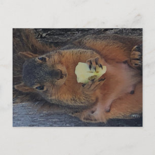 Briefkaart eekhoorn
