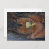 Briefkaart eekhoorn (Voorkant / Achterkant)