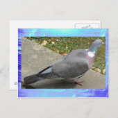 Briefkaart - Een duif (Voorkant / Achterkant)