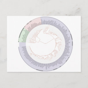 Briefkaart Een fylogenetische boom van het leven