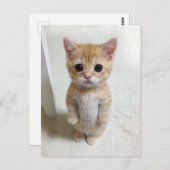 Briefkaart El Gato Cat Meme (Voorkant / Achterkant)