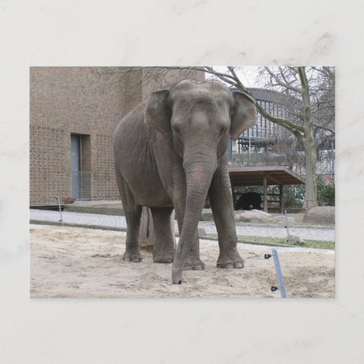 BRIEFKAART ELEPHANT (Voorkant)