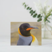 Briefkaart Emperor Penguin (Staand voorkant)