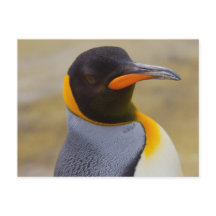 Briefkaart Emperor Penguin