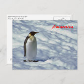 Briefkaart Emperor Penguin Antarctica (Voorkant / Achterkant)