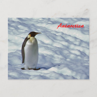 Briefkaart Emperor Penguin Antarctica