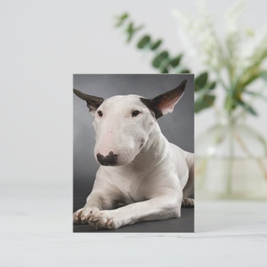 Briefkaart Engelse bull Terrier (Staand voorkant)