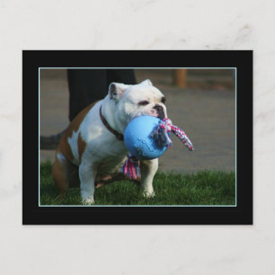 Briefkaart Engelse Bulldog