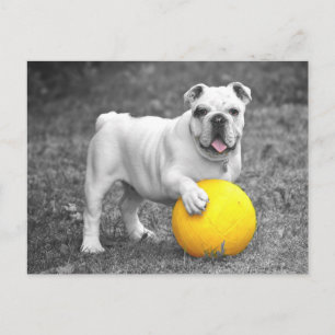 Briefkaart Engelse Bulldog Puppy Dog