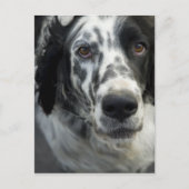 Briefkaart Engelse Setter Dog (Voorkant)