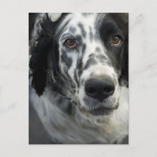 Briefkaart Engelse Setter Dog (Voorkant)