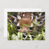 Briefkaart - Fawn (Voorkant / Achterkant)