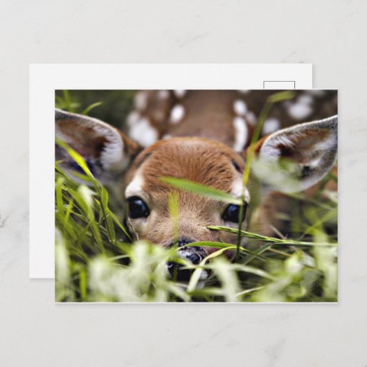 Briefkaart - Fawn (Voorkant / Achterkant)